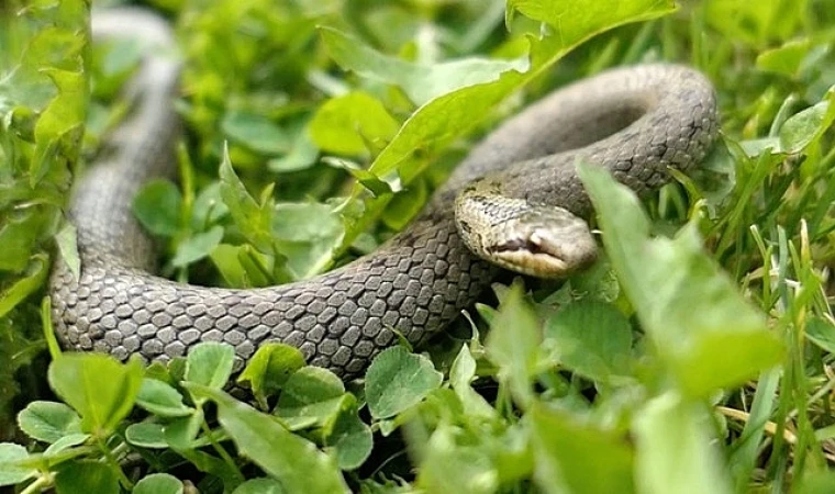 Şehirdeki Yılanlar’ın 10. Sezonu 1 Temmuz’da National Geographic WILD Ekranlarında Başlıyor!