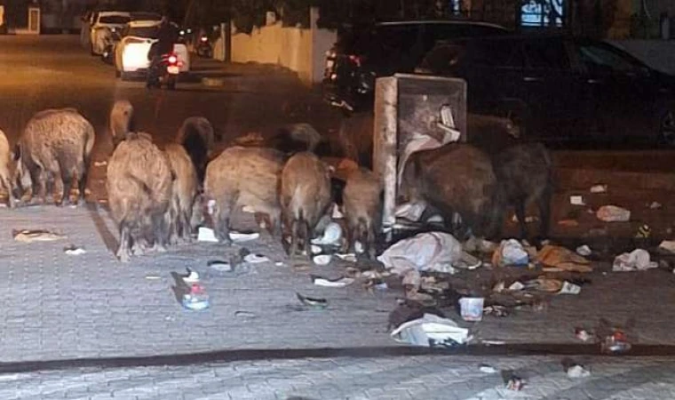 Marmaris'te domuz alarmı: Sokaklarda tehlike büyüyor, vatandaş tedirgin