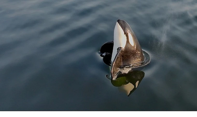 2 Bölümden Oluşan Orkaların Gizemli Yaşamı’, 8 ve 15 Haziran Pazar Günleri 20.00’de National Geographic WILD Ekranlarında İzleyicilerle Buluşuyor!