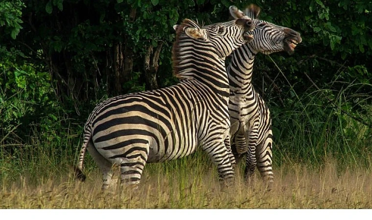 Nehirde Yaşam Mücadelesi’ 2 Ağustos Cumartesi 20.00’de National Geographic WILD Ekranlarında İzleyicilerle Buluşuyor!