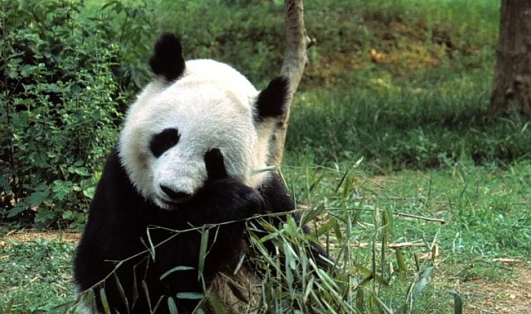 Asya’nın Vahşi Sırları Özel’, 13 Eylül Cumartesi 20.00’de National Geographic WILD Ekranlarında İzleyicilerle Buluşuyor!