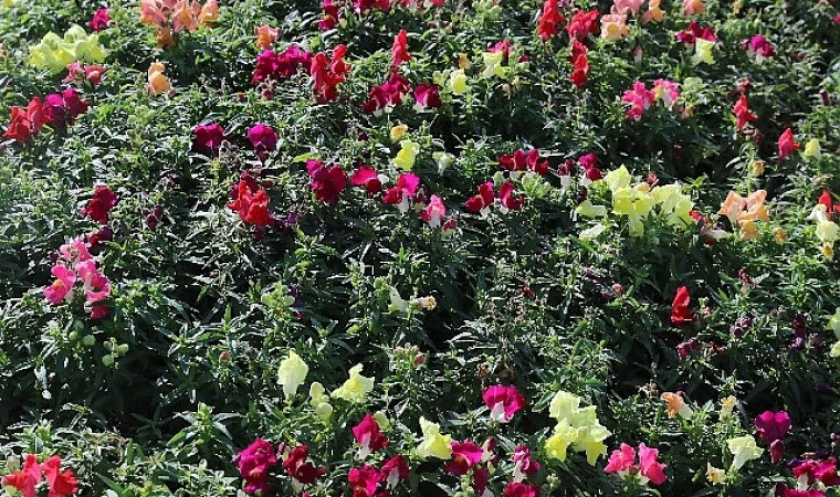 Antalya’da 4 milyon çiçek toprakla buluşuyor