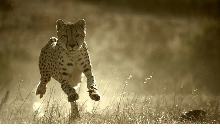 'Büyük Kediler Dünyası’, 1 Şubat Pazar 20.00’de National Geographic WILD Ekranlarında!
