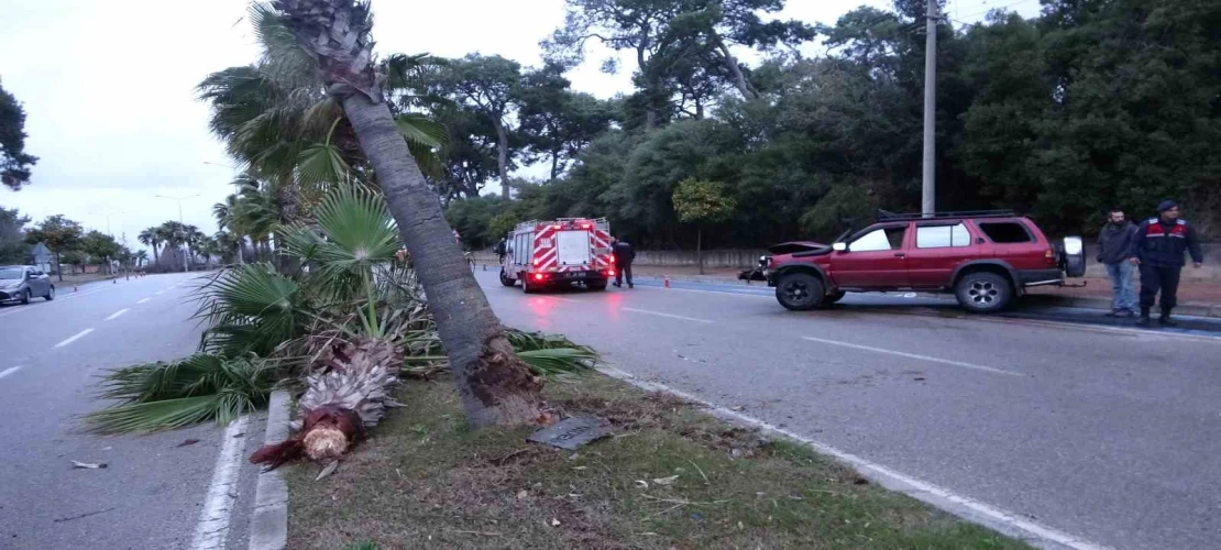 Alkollü sürücü palmiyeye çarptı: 2 yaralı