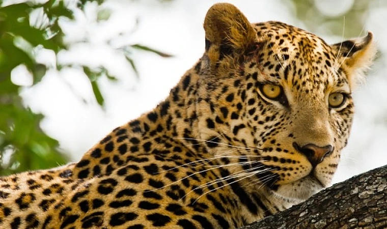 Kalahari: Afrika’nın Gizli Çölü’, 19 Nisan Pazar 20.00’de National Geographic WILD Ekranlarında İzleyicilerle Buluşuyor!