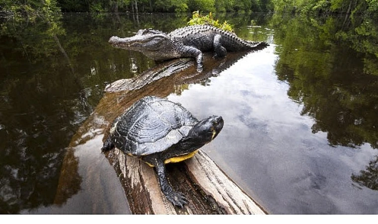 Amerika’nın Amazonu’, 29 Ağustos Cumartesi Saat 20.00’de National Geographic WILD’da!