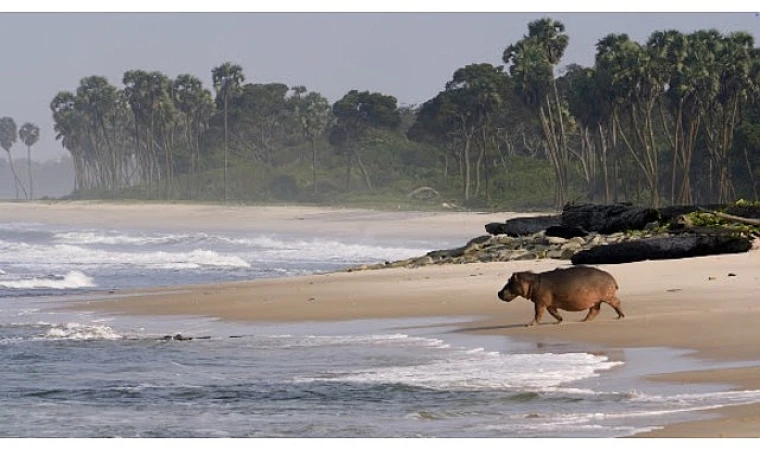 Gabon’un Sörfçüleri: Ormandan Okyanusa’, 22 Ağustos Cumartesi Saat 20.00’de National Geographic WILD Ekranlarında İzleyicilerle Buluşuyor!