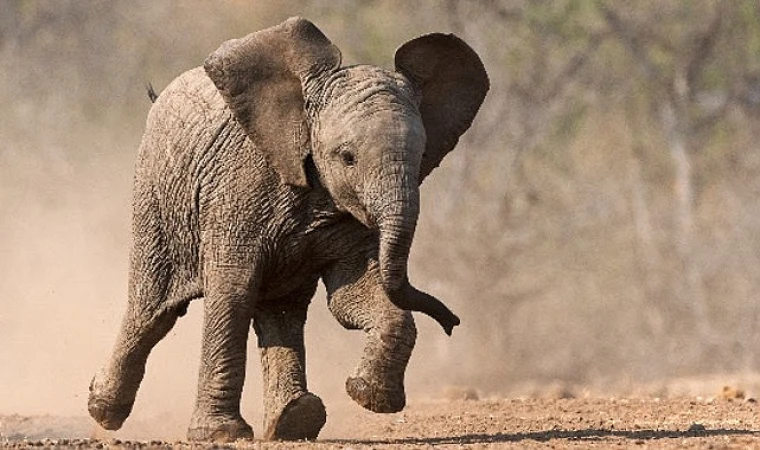 Küçük Devler’, 23 Ağustos Pazar Saat 20.00’de National Geographic WILD Ekranlarında!