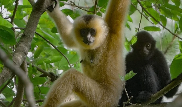 3 Bölümden Oluşan 'Yağmur Ormanlarının Sesi’, 29 Ekim Perşembe Saat 20.00’de National Geographic WILD Ekranlarında İzleyicilerle Buluşuyor!