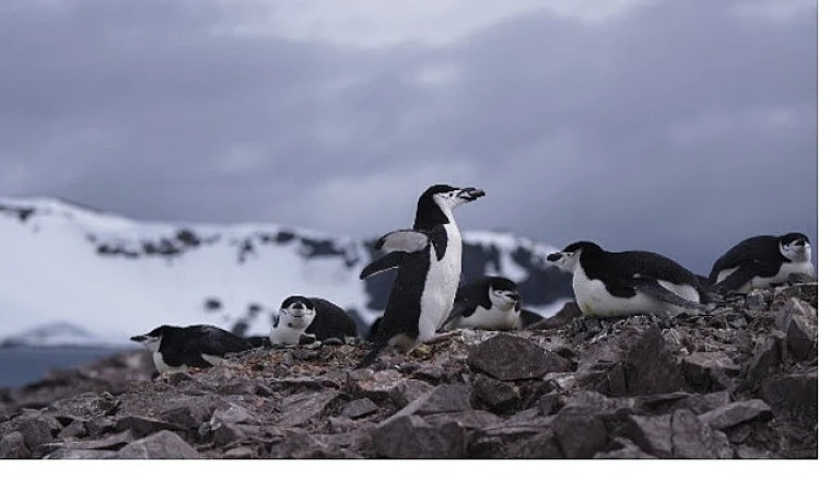 Penguen Dünyası’, 7 Ekim Çarşamba Saat 20.00’de National Geographic WILD Ekranlarında!