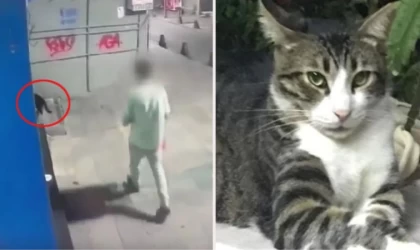 ANTALYA'DA KEDİYE İŞKENCE!