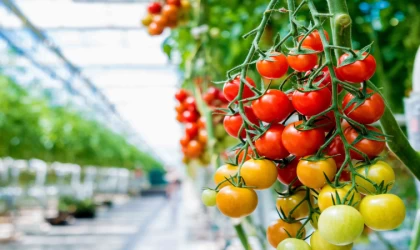 EN ÇOK DOMATES PARA KAZANDIRDI