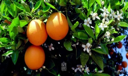 TURUNÇGİLLERDEKİ GİZEMLİ HASTALIK