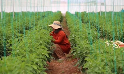 Tarımda gelecek 'Kent Tarımı'