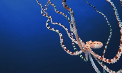 'Ahtapotların Gizemli Dünyası’ 22 Nisan Pazartesi Günü Art Arda 3 Bölümüyle National Geographic WILD Ekranlarında!