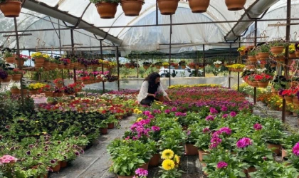 Yaz sezonu çiçek üretimi başladı