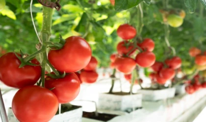 Her yıl 385 milyon kalıntı zehirlenmesine son!