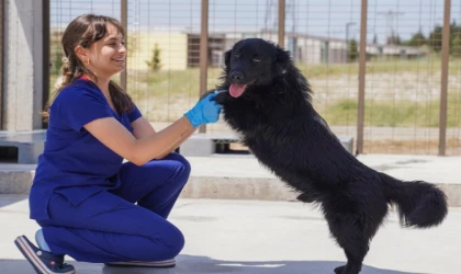 İzmir’deki barınaklardan 500 köpek sahiplendirildi