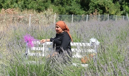 Kemer’de lavanta hasadı