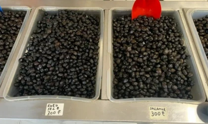 Meşhur İznik zeytininde fiyatlar ne durumda?