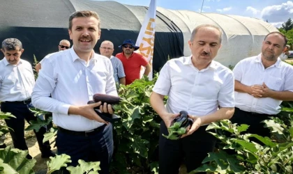 Patlıcan hasadı başladı