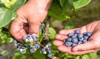 Tropikal meyve ihracatı yüzde 12 arttı
