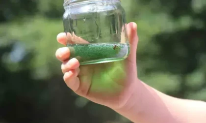 Yeşil bal mı olur? demeyin: Oldu, görenler gözlerine inanamıyor