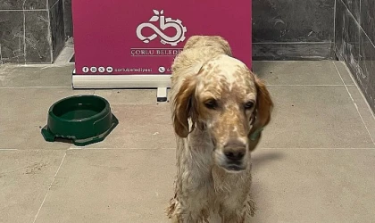 Sevimli Dostlar Sahibini Arıyor