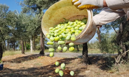 Antalya’da zeytin rekoltesinde yüzde 30 artış bekleniyor
