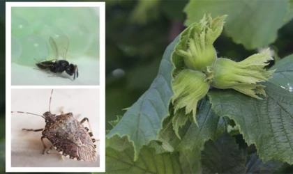 Kahverengi kokarca ile mücadele için Samuray arıları salındı
