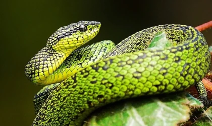 National Geographic NOW Seç-İzle Servisi’nin Mart Ayı Teması &apos;Yılanlar’...