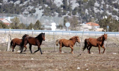 Antalya’da yılkı atları havadan görüntülendi