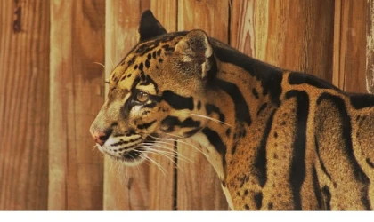2 Bölümden Oluşan &apos;Tampa’nın Sırları Özel’, 19 ve 26 Mayıs Pazartesi Günleri 20.00’de National Geographic WILD Ekranlarında!
