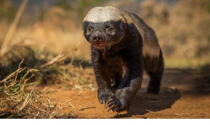 Doğal Yaşamın Süper Yıldızlarının Etkileyici Hikayesi