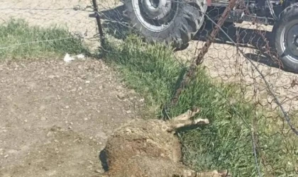 KURTLAR AĞILA SALDIRDI 12 HAYVAN TELEF OLDU