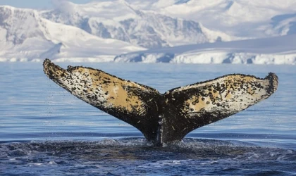 National Geographic NOW Seç-İzle Servisi Haziran Ayında &apos;Dalgaların Ardında’ Teması ile İzleyicilerle Buluşuyor!