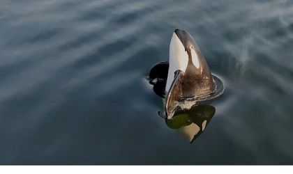 2 Bölümden Oluşan Orkaların Gizemli Yaşamı’, 8 ve 15 Haziran Pazar Günleri 20.00’de National Geographic WILD Ekranlarında İzleyicilerle Buluşuyor!