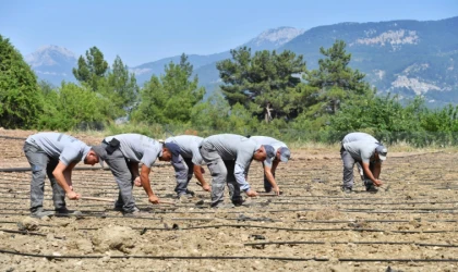 ÇANDIR FASULYESİ TOPRAĞA MERHABA DEDİ