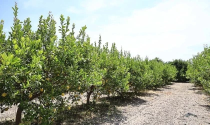 Organik atıklar toprak iyileştirici ürüne dönüştürüldü