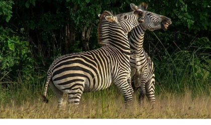 Nehirde Yaşam Mücadelesi’ 2 Ağustos Cumartesi 20.00’de National Geographic WILD Ekranlarında İzleyicilerle Buluşuyor!