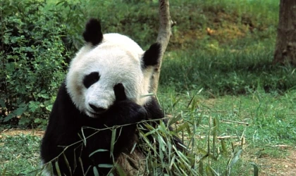Asya’nın Vahşi Sırları Özel’, 13 Eylül Cumartesi 20.00’de National Geographic WILD Ekranlarında İzleyicilerle Buluşuyor!