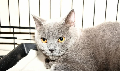 Kemer Belediyesi can dostlarımızın yanında