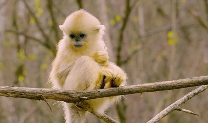 Primatlar Dünyası’, 28 Eylül Pazar 21.00’de National Geographic WILD Ekranlarında!