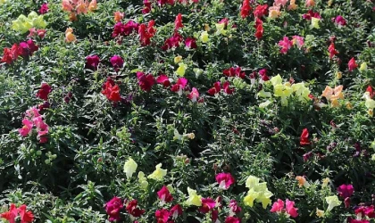 Antalya’da 4 milyon çiçek toprakla buluşuyor