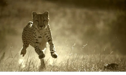 'Büyük Kediler Dünyası’, 1 Şubat Pazar 20.00’de National Geographic WILD Ekranlarında!