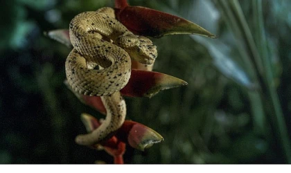 'Karanlık Çökünce Özel’, 4 Ocak Pazar 20.00’de National Geographic WILD Ekranlarında!