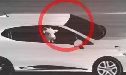 Küçükbaş hayvan hırsızlığı yapan 3 şüpheli tutuklandı