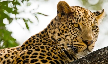 Kalahari: Afrika’nın Gizli Çölü’, 19 Nisan Pazar 20.00’de National Geographic WILD Ekranlarında İzleyicilerle Buluşuyor!