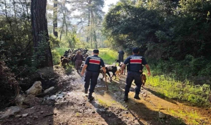 Antalya’da sürüden ayrılıp kaybolan 41 keçi jandarma tarafından bulundu
