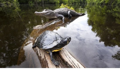 Amerika’nın Amazonu’, 29 Ağustos Cumartesi Saat 20.00’de National Geographic WILD’da!